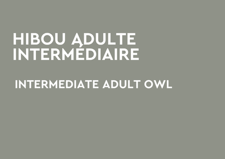 Hibou Adulte Intermédiare